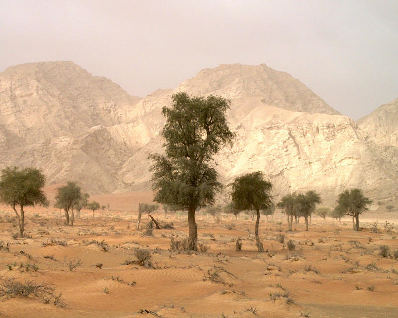 Emiratos-Arabes_3_Paisaje-Mleiha_Carmen-del-Cerro.jpg